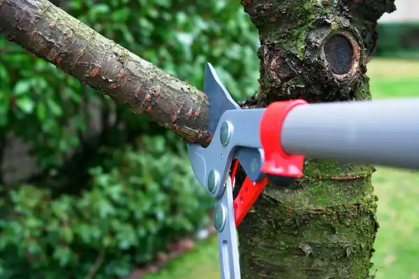 tree services Sherwood